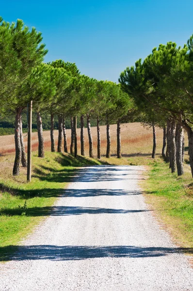 Country Road — Stock Photo, Image