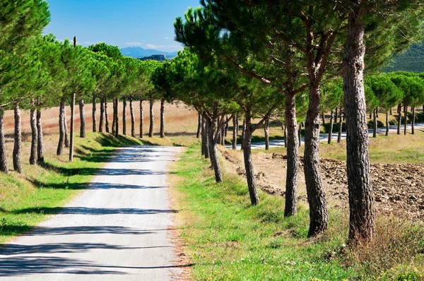 Country Road — Stock Photo, Image