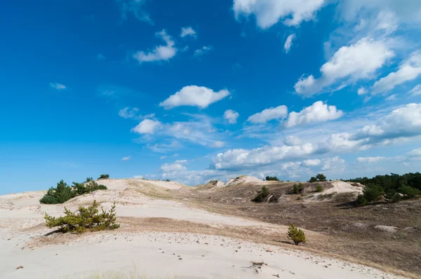 Sanddünen und Grasvegetation Hintergrund — Stockfoto