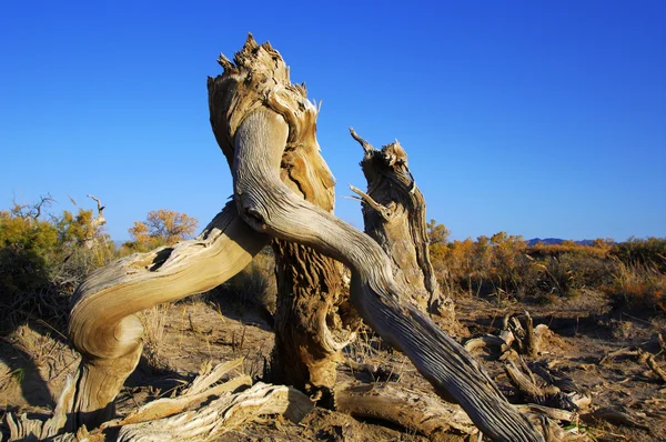 kavak euphratica