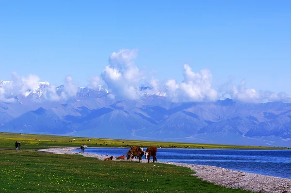 Paisagem lago sayram — Fotografia de Stock