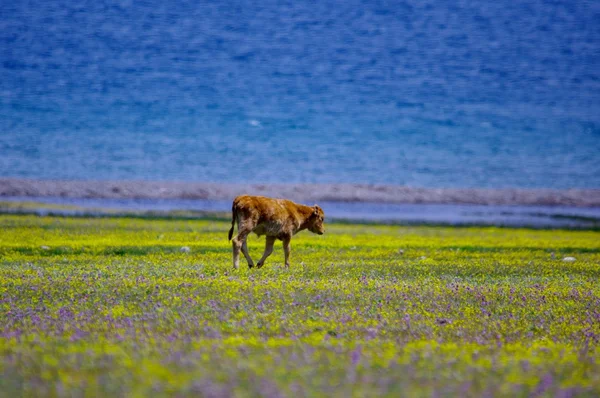 Sayram lake scenery — Stock Photo, Image