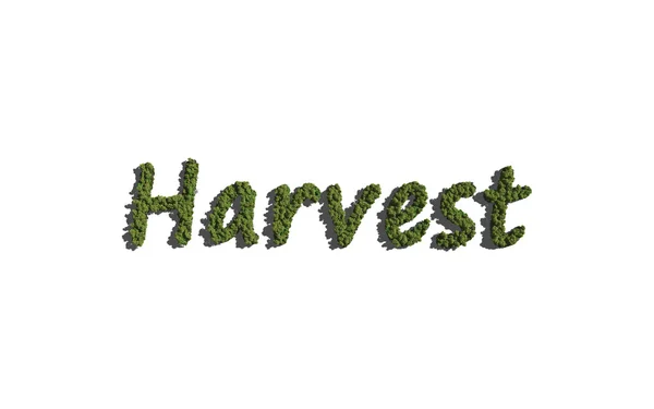 Harvest text tree with white background — Stock Photo, Image
