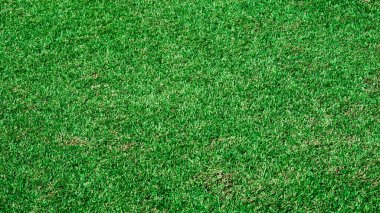 Üst görünüm yeşil çimen arkaplan dokusu
