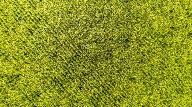 Tayland 'daki tepedeki çeltik tarlası 