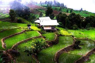 Terastaki pirinç tarlaları, pirinç tarlaları, Tayland 'ın kuzeyindeki Chiangmai bölgesi.  