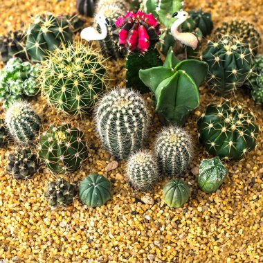 Kahverengi kumdaki tam renkli kaktüs.