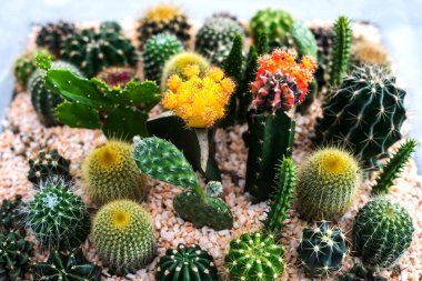 Kahverengi kumdaki tam renkli kaktüs.