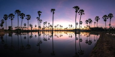 Güzel gün batımı, siluetler palmiye ağaçları, manzara thailand