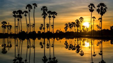 Siluetlerin güzel günbatımı yansıması Palmiye ağacı, Tayland manzarası