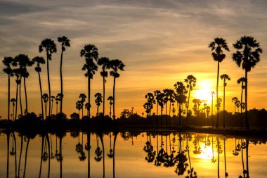 Siluetlerin güzel günbatımı yansıması Palmiye ağacı, Tayland manzarası