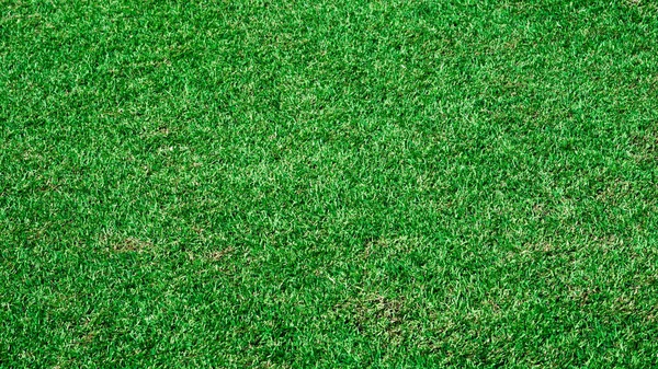 Ansicht Von Oben Grünes Gras Hintergrund Textur — Stockfoto