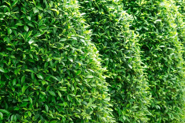 Green Plant Tree Wall Background Texture — Stock Photo, Image