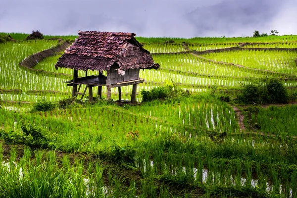 Καλύβα Ορυζώνες Εδάφη Φυτείες Ρυζιού Επαρχία Chiangmai Βόρεια Της Ταϊλάνδης — Φωτογραφία Αρχείου