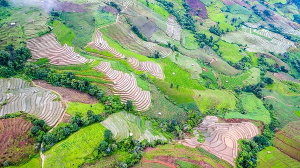 Top View Ορυζώνες Για Terraced Φυτείες Ρυζιού Επαρχία Chiangmai Βόρεια — Φωτογραφία Αρχείου