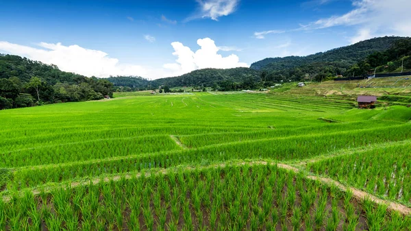 Ορυζώνες Εδάφη Φυτείες Ρυζιού Επαρχία Chiangmai Βόρεια Της Ταϊλάνδης — Φωτογραφία Αρχείου