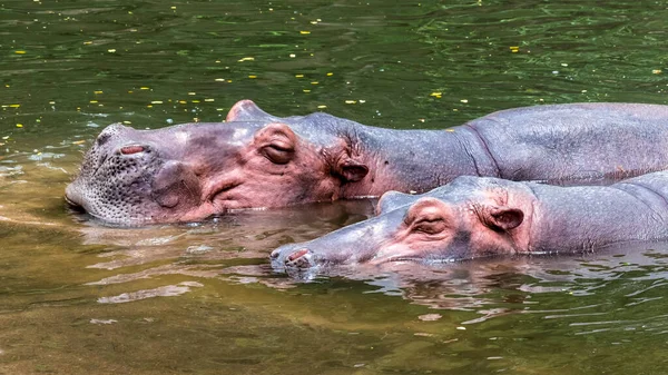 Дві Гіпопотуми Воді — стокове фото