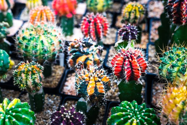 full color cactus nature background