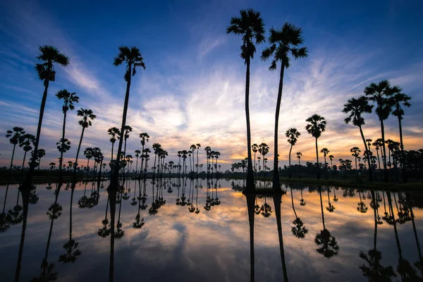 Красивые Заката Отражение Силуэтов Пальмы Ландшафт Таиланда — стоковое фото
