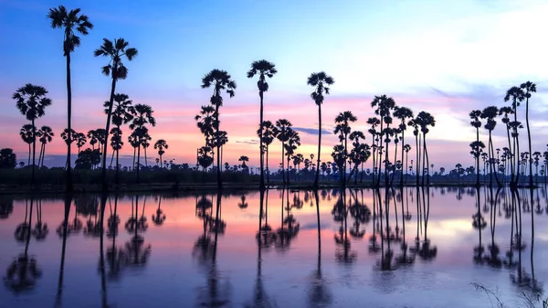 Belo Pôr Sol Reflexão Silhuetas Palmeira Paisagem Tailândia — Fotografia de Stock