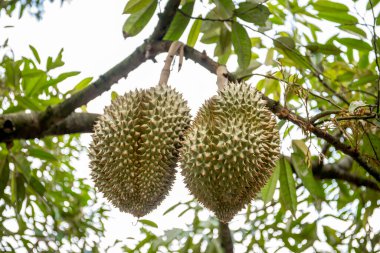 Taze durian meyvesi ağaçta, Tayland meyveleri kralı