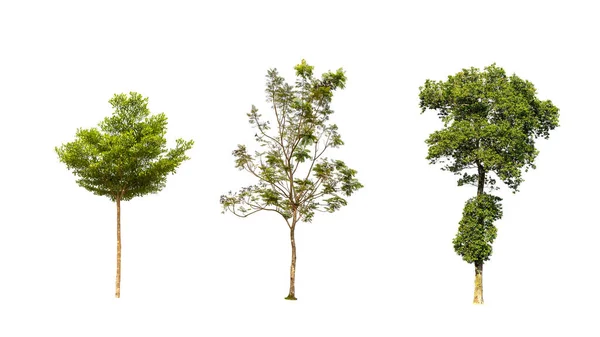 Beau Trois Arbres Avec Des Feuilles Vertes Isolées Sur Fond — Photo