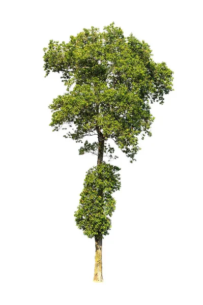 Bela Árvore Com Folhas Verdes Isoladas Fundo Branco — Fotografia de Stock