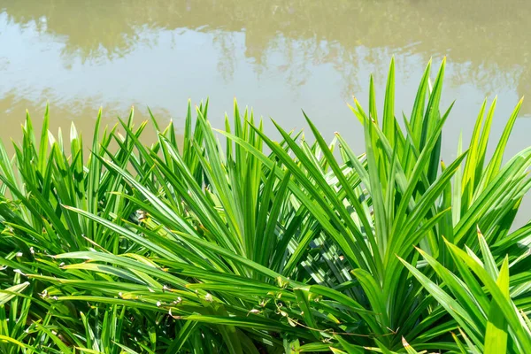 Geurige Pandan Bomen Blad Naast Vijver Groene Natuurlijke Planten Achtergrond — Stockfoto