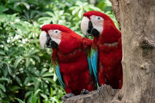 Цветная Пара Красный Ара Попугай Попугай Дереве Природы — стоковое фото