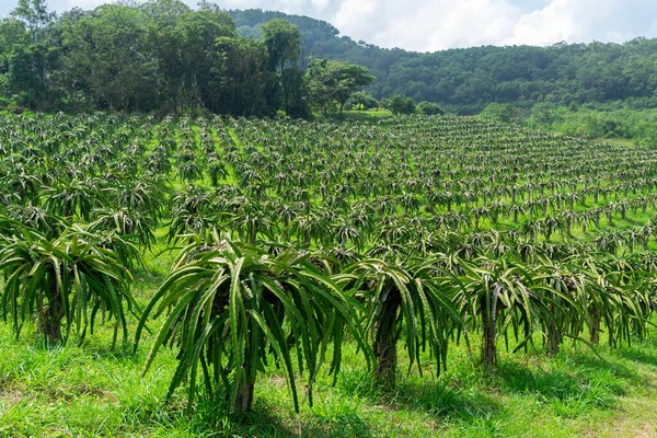 Kenny Dragon Fruit Tree Farm Thailand Country Landscape — Stock Photo, Image