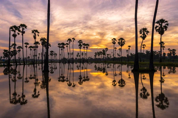 Красивые Заката Отражение Силуэтов Пальмы Ландшафт Таиланда — стоковое фото