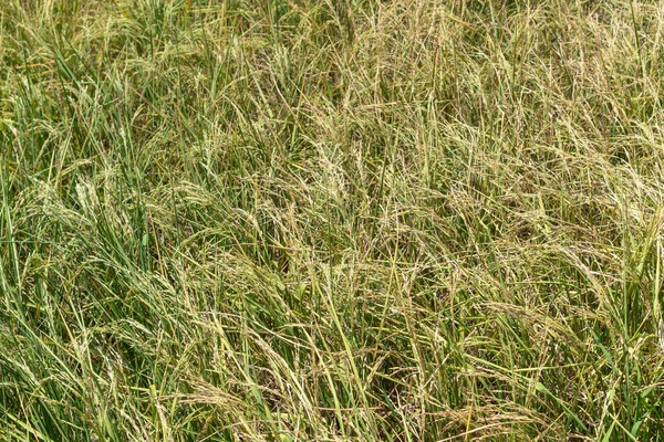 Reisbauernhof Grün Reisfeld Natur Hintergrund Textur — Stockfoto