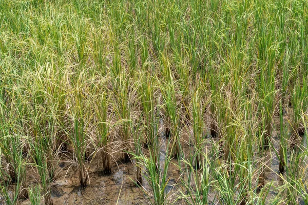 Arrozal Campo Arroz Verde Naturaleza Fondo Textura — Foto de Stock