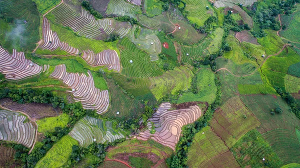 Top View Ορυζώνες Για Terraced Φυτείες Ρυζιού Επαρχία Chiangmai Βόρεια — Φωτογραφία Αρχείου