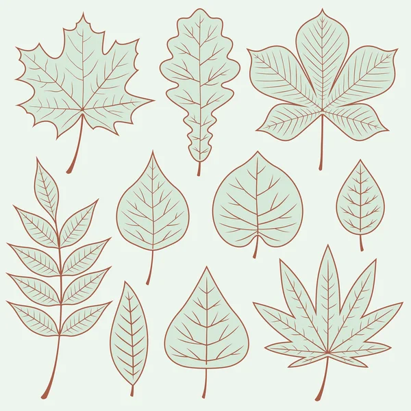 15 522 Deciduous Vectors Royalty Free Vector Deciduous Images Depositphotos