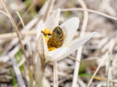 Bacaklarında polen olan bir bal arısı ilk kar damlası çiçeklerini döller..