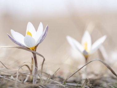 Steppe çuha çiçekleri çimenlerde çiçek açtı. Boşluğu kopyala.