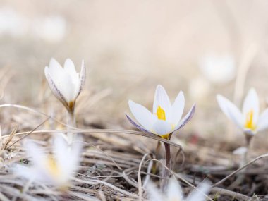 Steppe çuha çiçekleri çimenlerde çiçek açtı. Boşluğu kopyala.