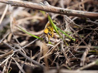 Bir bal arısı patilerinde polenle çimenlerde oturur..