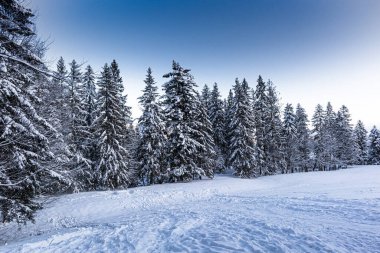 Karla kaplı ağaçlarla kaplı güzel kış manzarası