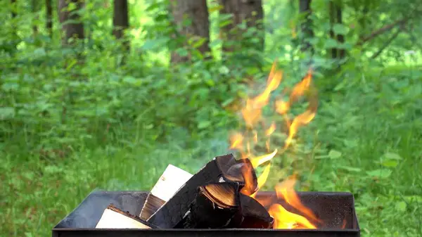 Feuerwerk Einem Grünen Wald — Stockfoto