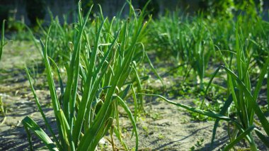 Soğan yetiştirme fotoğrafı.
