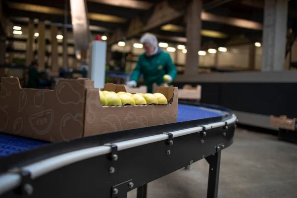 Working in organic food factory sorting green apples and conveyer belt transporting to the cold storage.