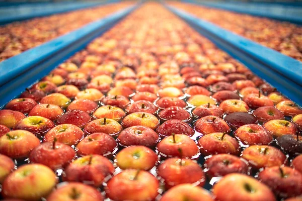 Close View Apples Floating Water Conveyor Tank Being Washed Sorted — Stock Photo, Image