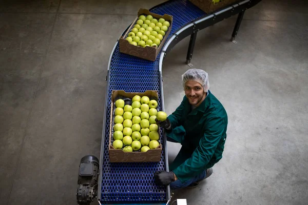 Top view of crates full with green organic apples being transported on conveyer belt in food processing factory.
