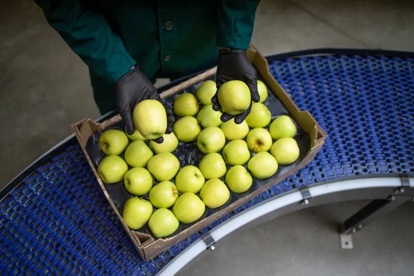 Unrecognizable worker checking quality of green organic apples while being transported via conveyer belt in food processing factory.