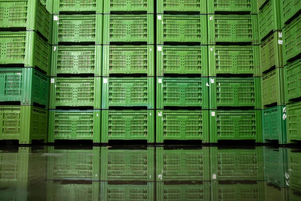 Cold storage interior view with plenty of crates full of organic apple fruit ready for distribution.
