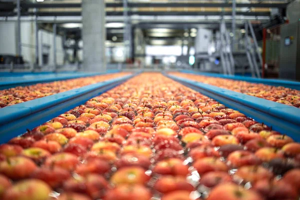 Food processing plant interior with apples floating in water tank conveyers being washed, sorted and transported to packing lines. Fruit wholesale and preparing for market.