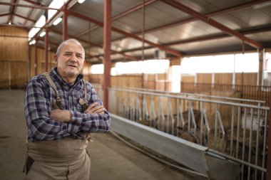 Çiftlik evinde kollarını kavuşturmuş yaşlı sığır çobanı portresi. Arka planda evcil hayvanlar yiyor. Organik gıda ve et üretimi.