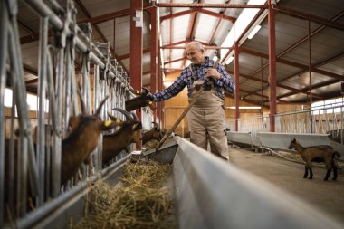 Keçi çiftliğindeki evcil hayvanları saman organik gıdayla besleyen kıdemli çiftçi. Et ve süt ürünleri üretimi.